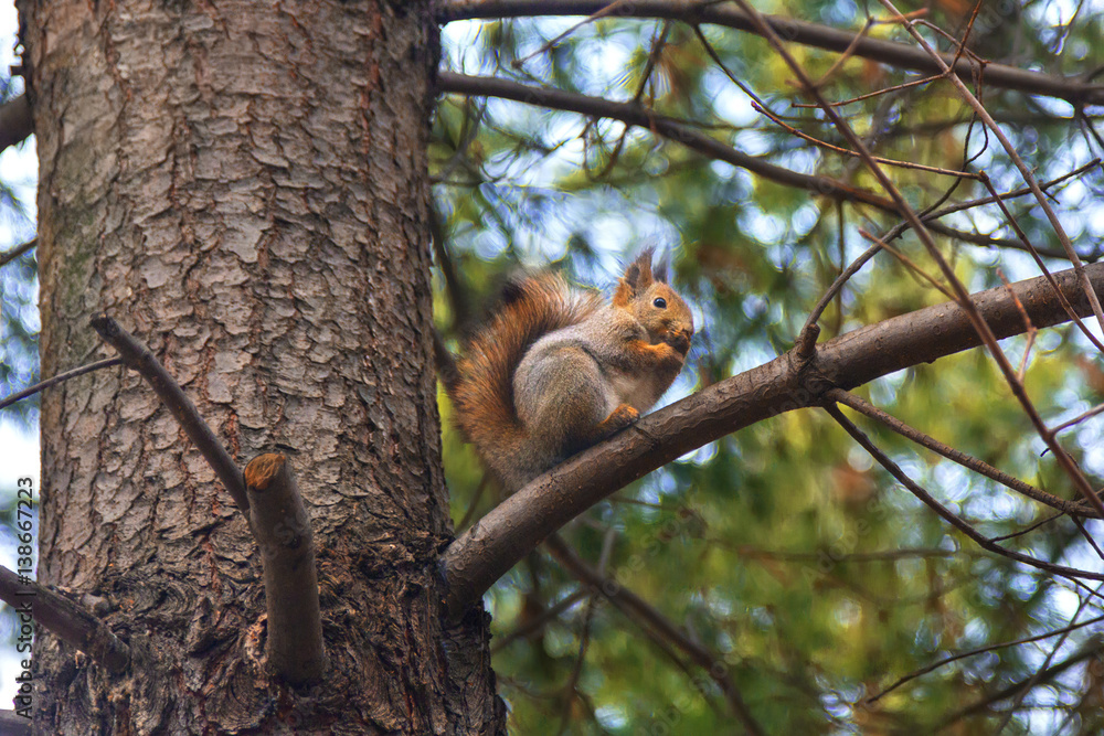 Squirrel on branch pine. Squirrel on branch pine.