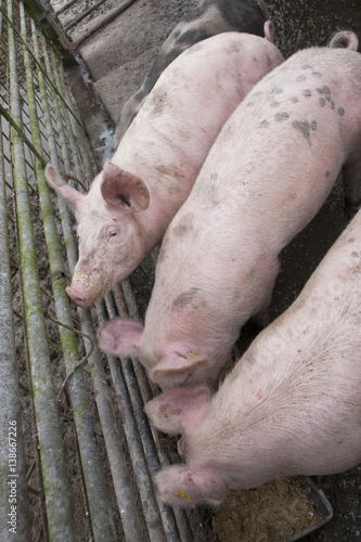 Pigs in stable. Farming.  photo