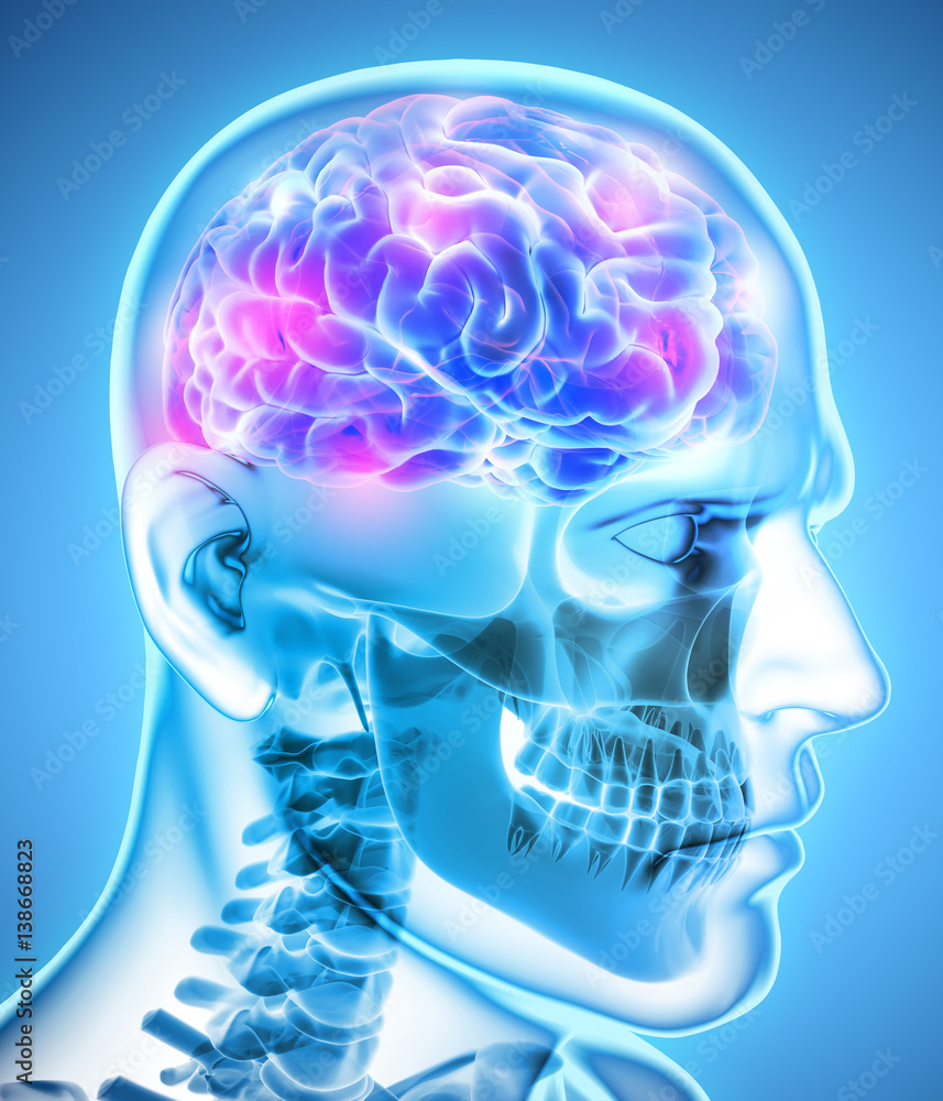 Fototapeta premium Human Internal Organic - Brain.