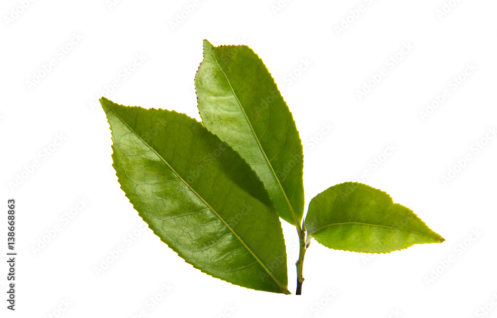 green tea leaf - obrazy, fototapety, plakaty 
