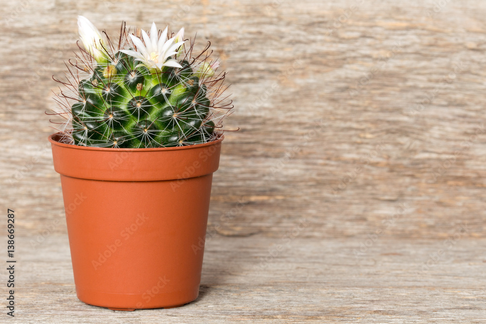 Blossoming cactus in pot Blossoming cactus in pot