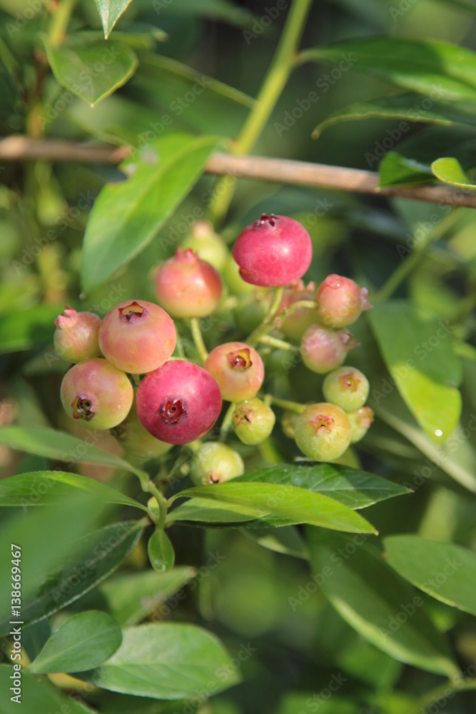 Heidelbeere Vaccinium corymbosum Pink 8 Heidelbeere Vaccinium corymbosum Pink 8