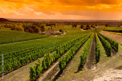 Vineyard Sunrise-Vineyards of Saint Emilion, Bordeaux Vineyards