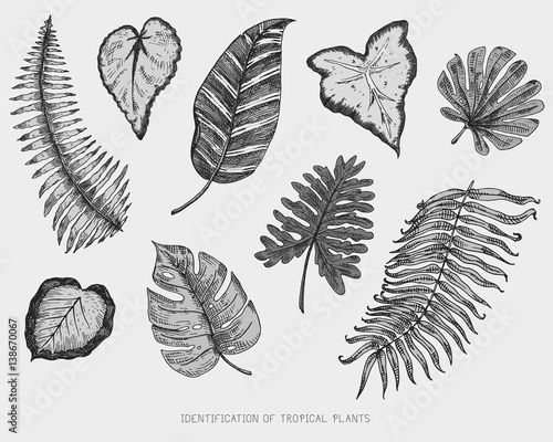 engraved, hand drawn tropical or exotic leaves isolated, leaf of different vintage looking plants. monstera and fern, palm with banana botany set