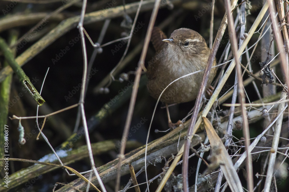 Zaunkönig (Troglodytes troglodytes) Zaunkönig (Troglodytes troglodytes)