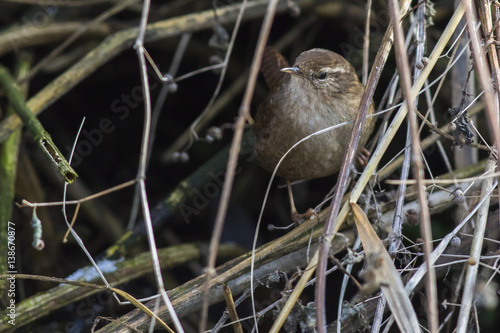 Zaunkönig (Troglodytes troglodytes)