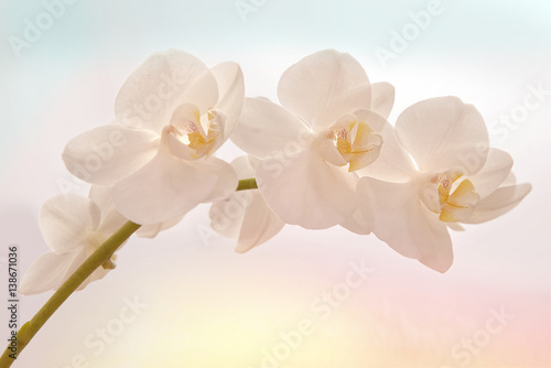 Fototapeta Naklejka Na Ścianę i Meble -  orchidée matin