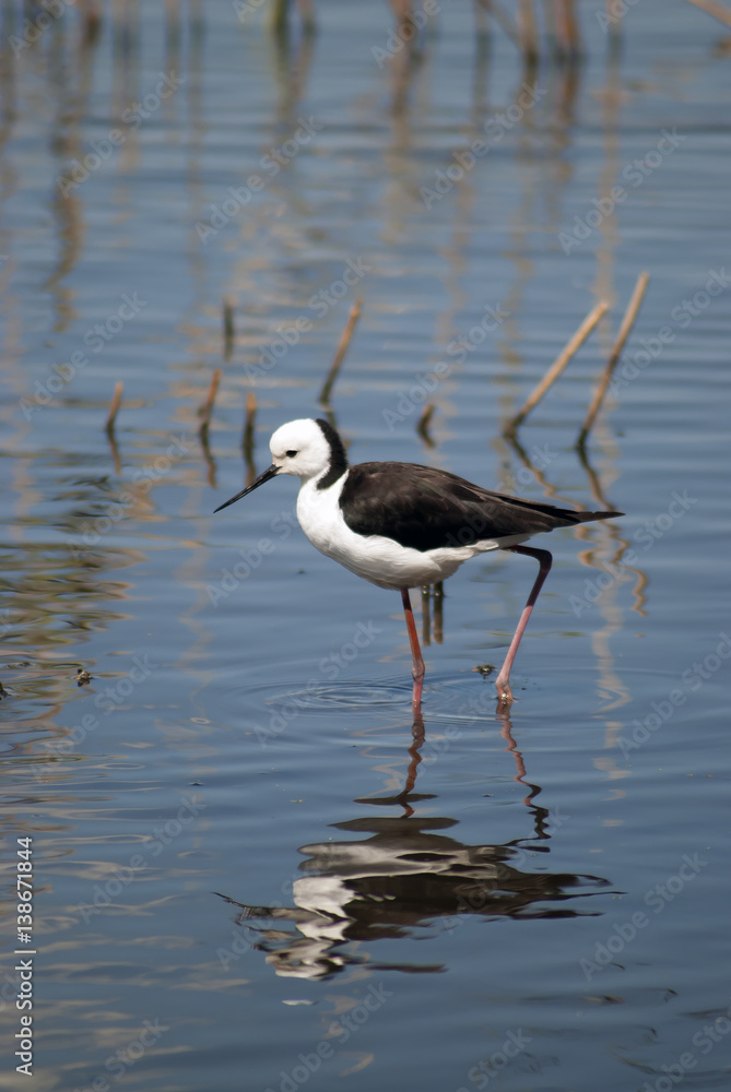 black winged stilt in shallow water with reflection black winged stilt in shallow water with reflection