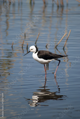 black winged stilt in shallow water with reflection