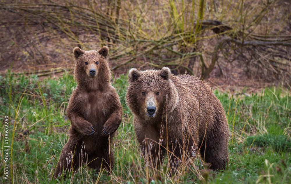 Meeting in the woods. Brown bears, Kamchatka