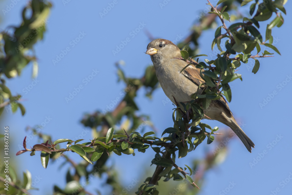Fototapeta premium Haussperling (Passer domesticus)
