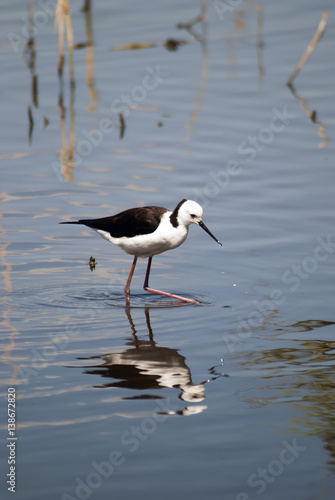 black winged stilt in shallow water with reflection