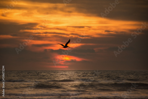 A seagull at sunset on the beach © Fernando Leon 