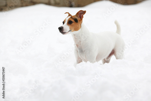 Jack russell terrier moving in winter © Zuzana Tillerova