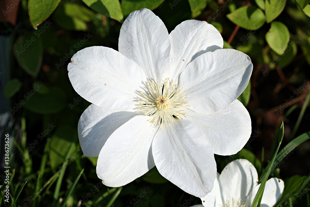 Clematis 'Guernsey Cream' Clematis 'Guernsey Cream'