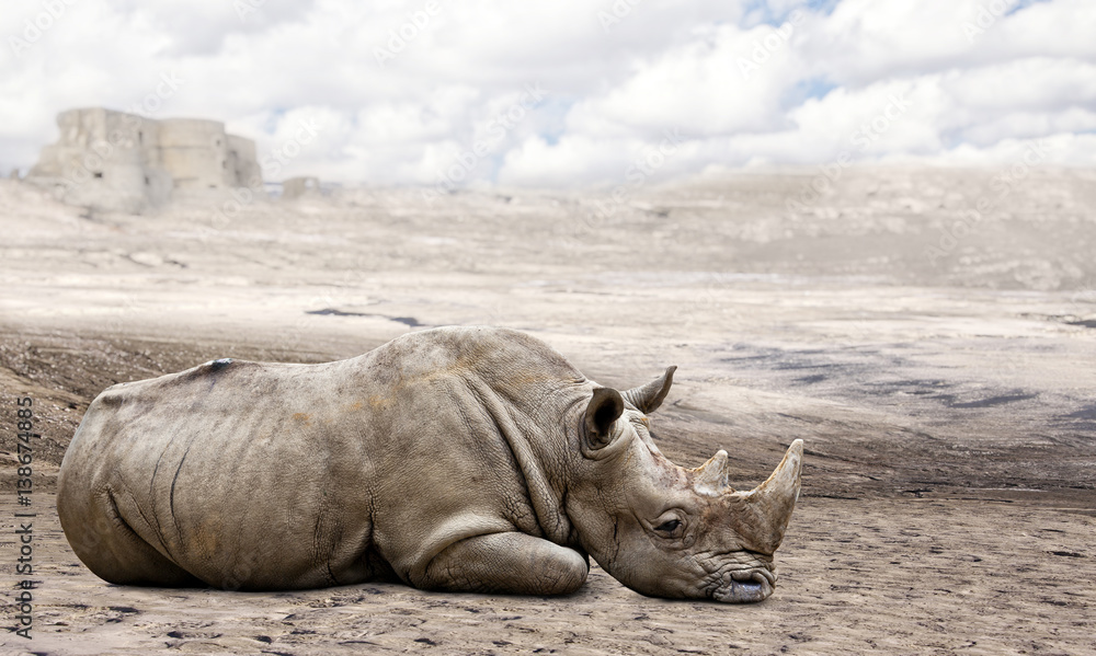 Naklejka premium rhino in the desert