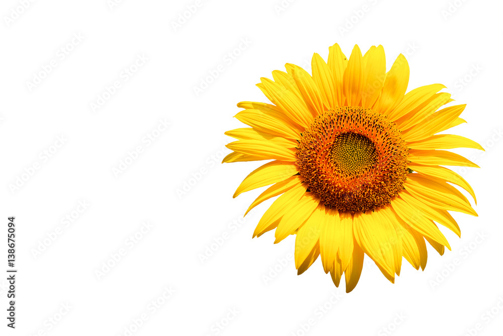 Obraz premium sunflower on white background with clipping path.