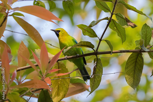 Male Blue Winged Leafbird, green bird with yellow head, black face throat with blue moustachial line perching on tree branch with blurred background  in Thailand, Asia (Chloropsis cochinchinensis)
 photo