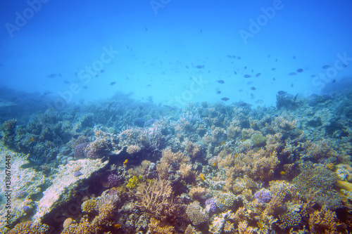 Underwater world of the Red Sea. Immersion under water. Egypt.
