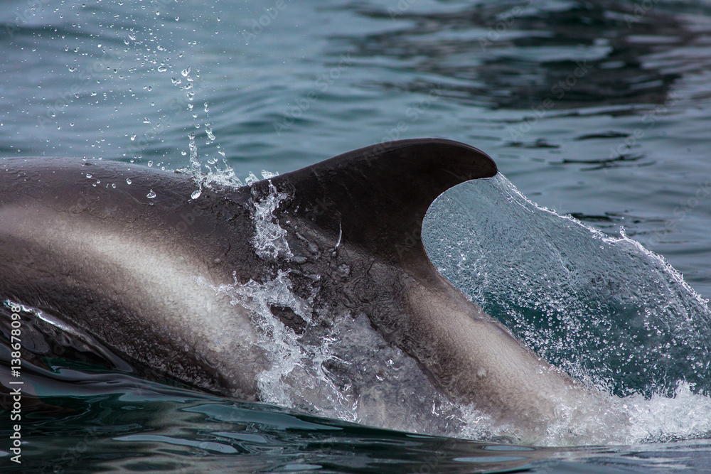 Fototapeta premium Delfin
