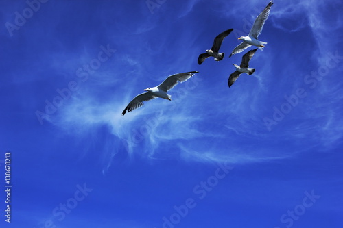 seagull