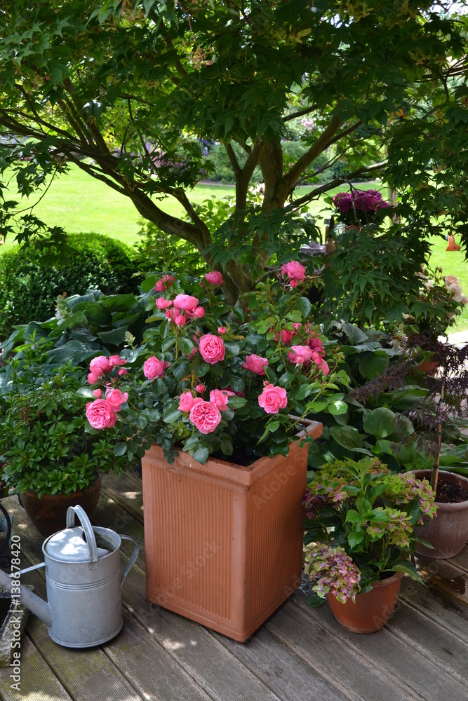 Rose im Kübel auf der Terrasse 4 StockFoto Adobe Stock