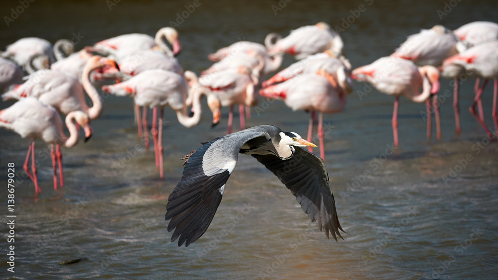 Heron in flight and flamingos