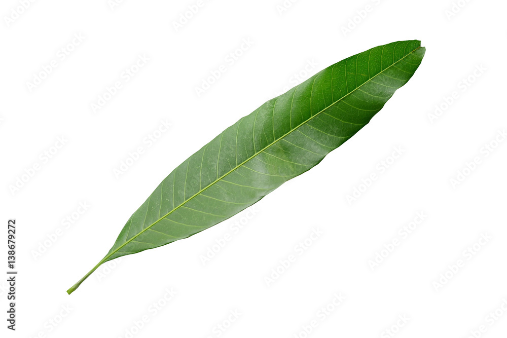 Obraz premium leaf on white background with clipping path.