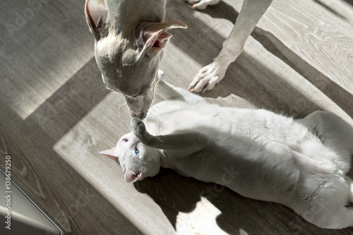 Cane e Gatto in Amicizia photo
