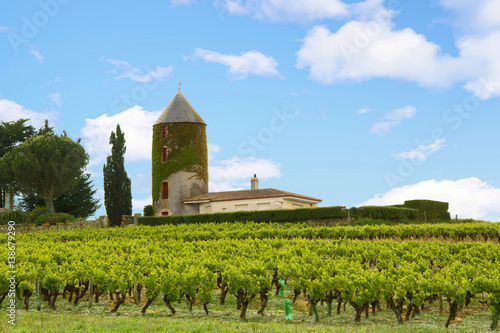 Принти на полотні Vignoble nantais sous ciel bleu à Monnières -Loire Atlantique