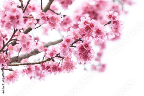 Cherry Blossom or sakura flower on white background