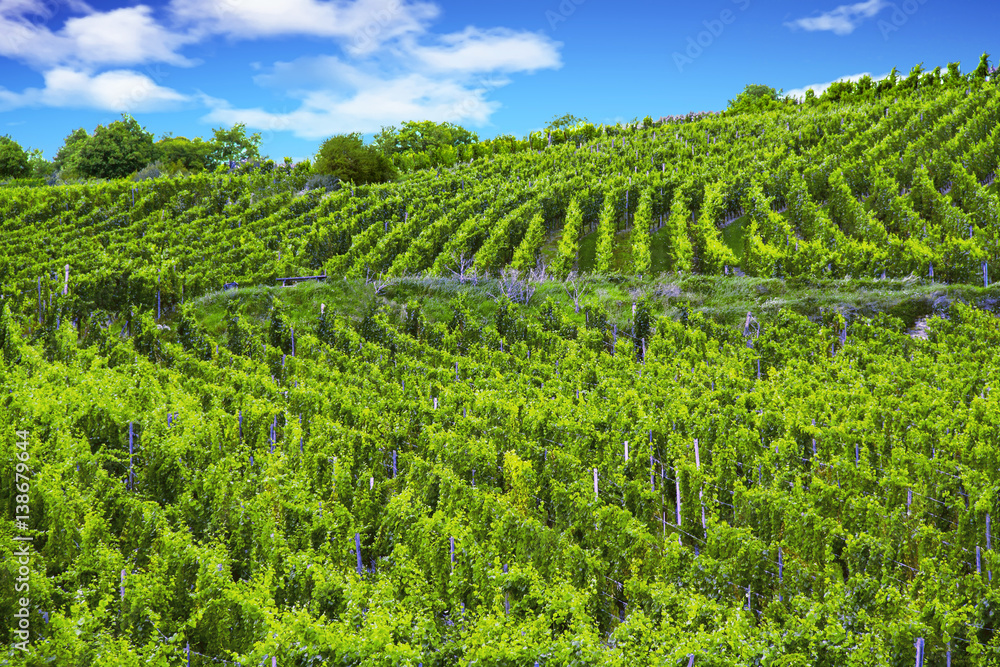 Obraz premium Vignoble alsacien à Sigolsheim, Haut Rhin, Alsace