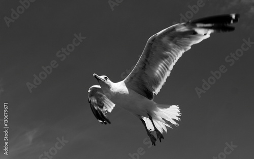 seagull