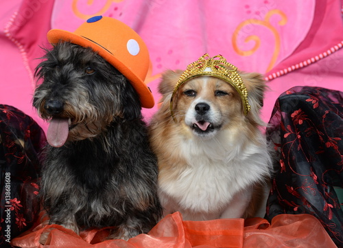 Haltung bewahren, 2 kleine verkleidete Hunde sitzen vor buntem Hintergrund und blicken wenig begeistert drein photo