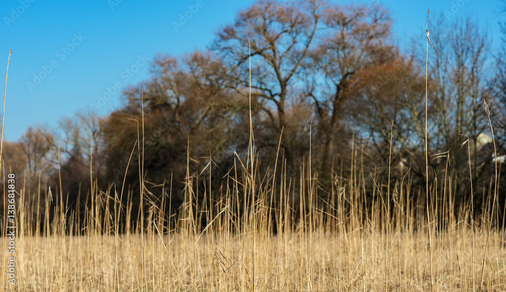 Fototapeta premium colorful landscape with dry reed in the foregroud