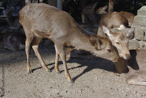 奈良の鹿 Sika deer in Nara