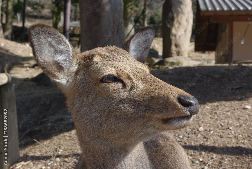 Fototapeta premium 鹿の顔 the face of sika deer in Nara