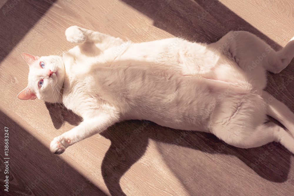 Gatto Bianco in Riposo al Sole Gatto Bianco in Riposo al Sole