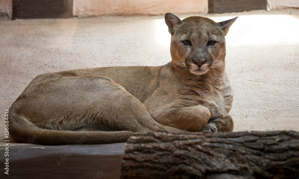 Naklejka premium Cougar lub Puma w zoo