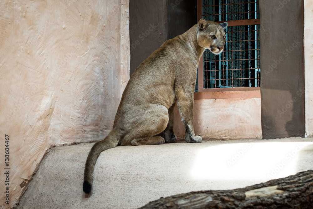 Naklejka premium Cougar lub Puma w zoo