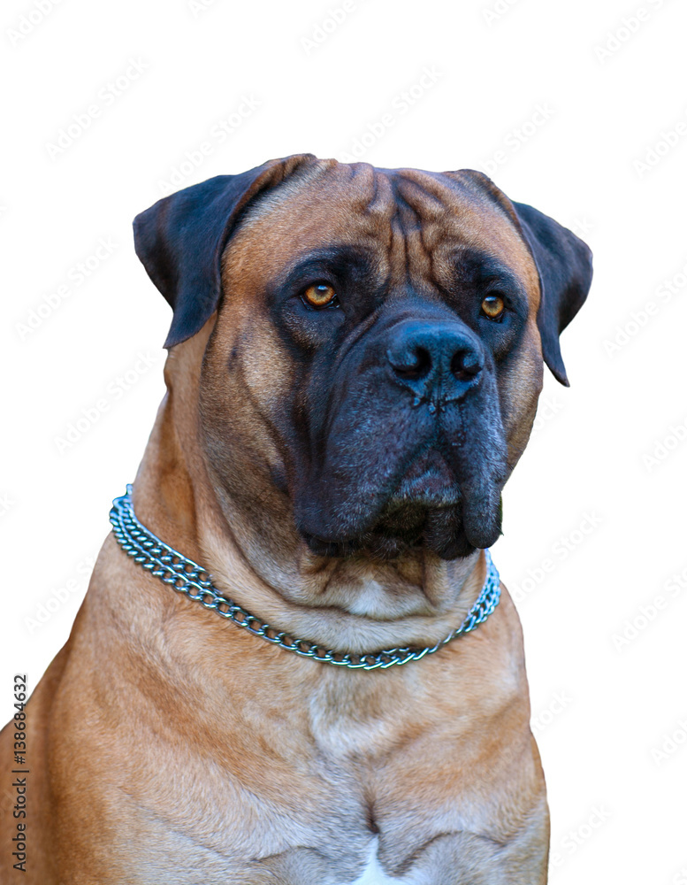 Closeup portrait of dog breed South African Boerboel (South African Mastiff) on a white background, isolated