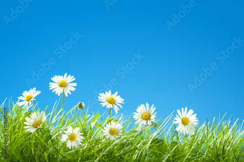 Sweet Daisies in Grass with Blue Sky and lots of Copy Space