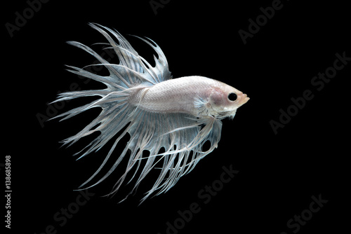Crowntial betta