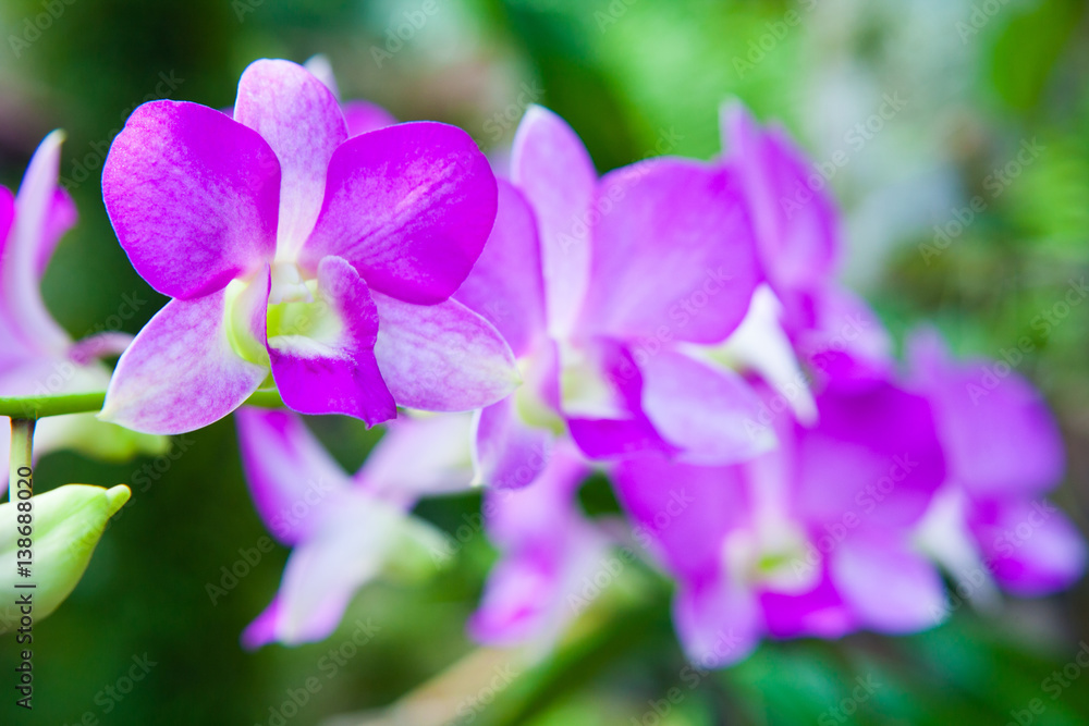 Colourful orchid flowers on bright summer day Colourful orchid flowers on bright summer day