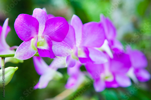 Colourful orchid flowers on bright summer day