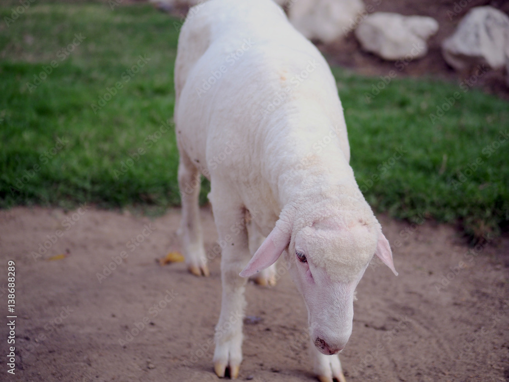 The sheep (Ovis aries) is a quadrupedal, ruminant mammal typically kept as livestock. Like all ruminants, sheep are members of the order Artiodactyla, the even-toed ungulates. The sheep (Ovis aries) is a quadrupedal, ruminant mammal typically kept as livestock. Like all ruminants, sheep are members of the order Artiodactyla, the even-toed ungulates.
