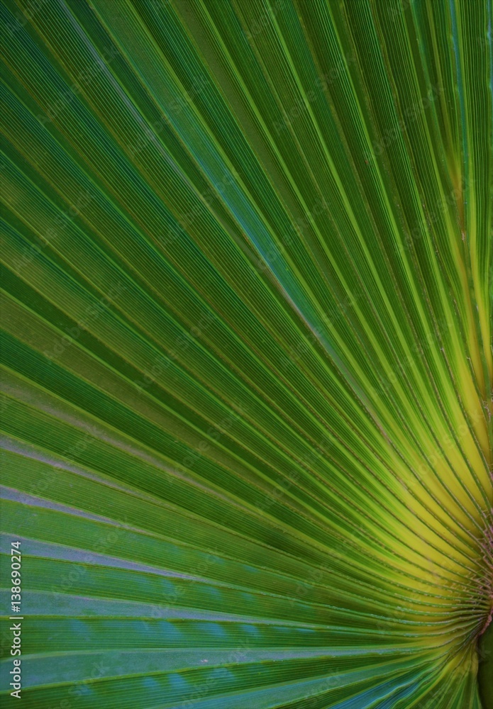 Palm leaves close-up - Background Palm leaves close-up - Background