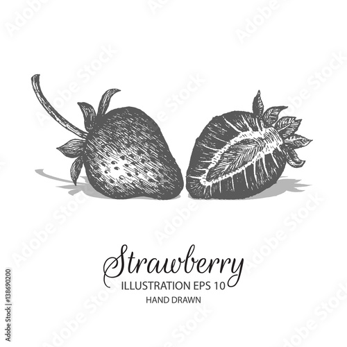 Strawberry hand drawn illustration by ink and pen sketch. Isolated vector elements design for fruit and vegetable products and health care goods.