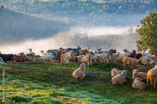 sheep farm in the mountains on foggy spring morning - Apuseni mountains, Transylvania photo