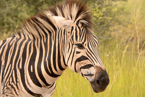 Lone Burchell   s zebra in profile 